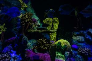 Wonderful and beautiful underwater world with corals and tropical fish. photo