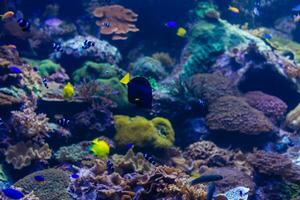 maravilloso y hermoso mundo submarino con corales y peces tropicales. foto