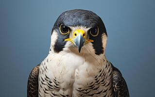 AI Generative Peregrine Falcon bird illustration photography photo