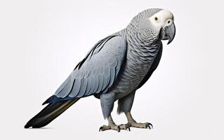 AI generated African Grey Parrot photo