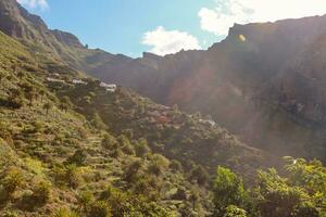 palm tree in the mountains, gorge mask tenerife. photo