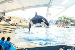 PUERTO DE LA CRUZ, TENERIFE, SPAIN - January 7, 2020 Jumping grampus at oceanarium of Loro parque in Puerto de la Cruz, Tenerife island, Spain photo