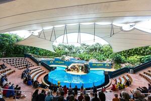 loro park, Tenerife, Spain January 7, 2020 Sea Lions Show in Loro Parque. photo