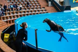 Loro park, Tenerife, Spain. January 7, 2020 Orcas performing in a swimming pool for the crowd. photo