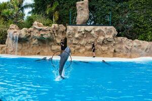 PUERTO DE LA CRUZ, TENERIFE  January 7, 2020 Dolphin show in the Loro Parque, which is now Tenerife's second largest attraction with europe's biggest dolphin pool. photo