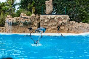 PUERTO DE LA CRUZ, TENERIFE  January 7, 2020 Dolphin show in the Loro Parque, which is now Tenerife's second largest attraction with europe's biggest dolphin pool. photo