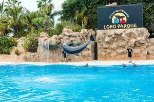 PUERTO DE LA CRUZ, TENERIFE  January 7, 2020 Dolphin show in the Loro Parque, which is now Tenerife's second largest attraction with europe's biggest dolphin pool. photo