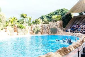 PUERTO DE LA CRUZ, TENERIFE  January 7, 2020 Dolphin show in the Loro Parque, which is now Tenerife's second largest attraction with europe's biggest dolphin pool. photo