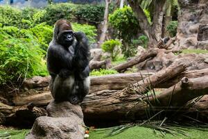 Silver back gorilla looking alert and menacing against a natural background photo