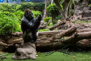 Silver back gorilla looking alert and menacing against a natural background photo