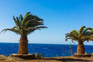 Atlantic ocean wild coast, Tenerife, Canary islands, Spain photo