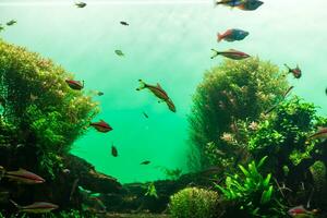 maravilloso y hermoso mundo submarino con corales y peces tropicales. foto