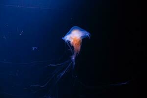 Small jellyfishes illuminated with blue light swimming in aquarium. photo