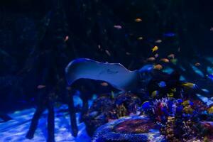 maravilloso y hermoso mundo submarino con corales y peces tropicales. foto