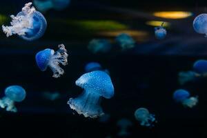 Jellyfish Classic Blue Pantone color of the year against a deep blue background photo