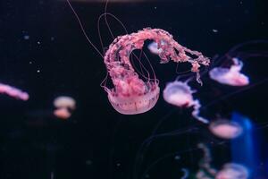 Small jellyfishes illuminated with blue light swimming in aquarium. photo