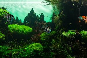 Wonderful and beautiful underwater world with corals and tropical fish. photo