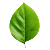 AI generated Green leaf clip art png