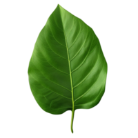 AI generated Green leaf clip art png