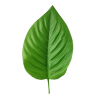 AI generated Green leaf clip art png