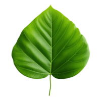 AI generated Green leaf clip art png