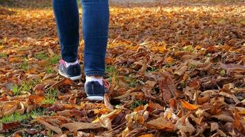 un' persona su il sentiero passeggiate su autunno le foglie nel lento movimento video