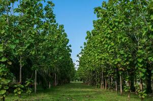 A forest of teak trees planted in rows with blue sky photo