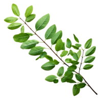 AI generated Branch of green leaves clip art png