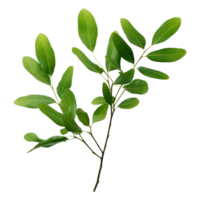 AI generated Branch of green leaves clip art png