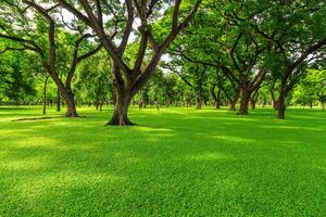 Green lawn in the morning with sunshine and shadows. photo