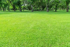 Green lawn in the morning with sunshine and shadows. photo