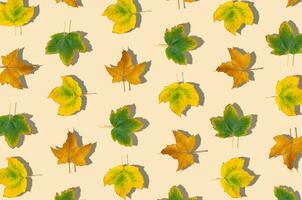 Creative pattern composition of colorful autumn leaves on pastel background. Season concept. Minimal autumn or fall idea. Autumn aesthetic background. Flat lay, top of view. photo