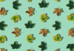 Creative pattern composition of colorful autumn leaves on pastel green background. Season concept. Minimal autumn or fall idea. Autumn aesthetic background. Flat lay, top of view. photo