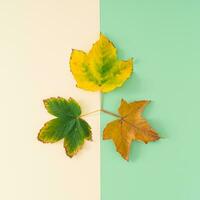 Life cycle. Creative layout of colorful autumn leaves on pastel background. Season concept. Minimal autumn or fall idea. Autumn aesthetic background. Flat lay, top of view. photo