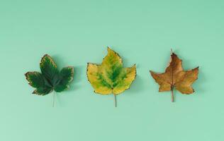 Creative layout of colorful autumn leaves on pastel green background. Season concept. Minimal autumn or fall idea. Autumn aesthetic background. Flat lay, top of view. photo