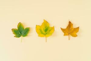 Creative layout of colorful autumn leaves on pastel background. Season concept. Minimal autumn or fall idea. Autumn aesthetic background. Flat lay, top of view. photo