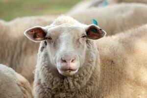 Sheep in the corral. Sheep pets on the farm photo