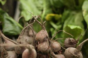 Fresh harvested beetroots in wooden crate, beets with leaves in the market photo