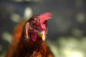 Hen  Female Chicken with her baby chicks photo