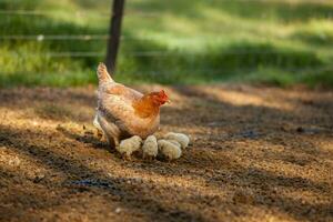 gallina hembra pollo con su bebé polluelos foto