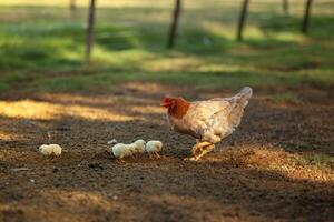 Hen  Female Chicken with her baby chicks photo