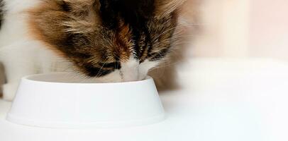 Portrait of an orange-white-black domestic cat drinking milk from a bowl. Space for text. Taking care of pets. photo