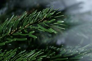 Fir tree branch close up. Winter background photo