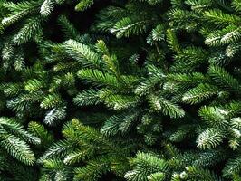 abeto rama antecedentes. hermosa rama de verde abeto con agujas Navidad árbol en naturaleza. sin costura modelo ai generativo foto