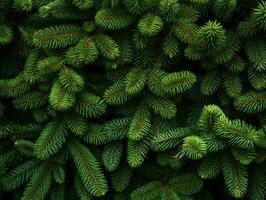 Spruce branch background. Beautiful branch of green spruce. Christmas tree in nature. Spruce close up. AI Generative photo