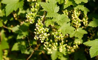 Blooming and green ovary of berries currants, several flowers on branch. Flowering bush of red, black or white currant with green leaves in the garden. Unripe green berries of currant close-up. photo