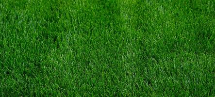 Close-up green grass, natural greenery texture of lawn garden. Stripes after mowing lawn court. Lawn for training football pitch, Golf Courses. photo