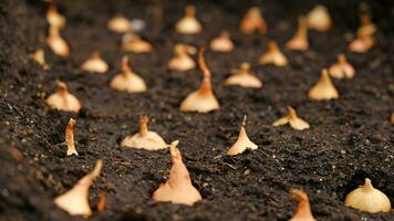 Close-up Onion sets for Planting in fresh dark soil. Early spring preparations for garden season. The process of sowing onion seeds in open ground. How to Grow Onions. Onion bulbs. Selective focus. photo