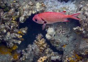 pinecone soldierfish at corals in the red sea photo