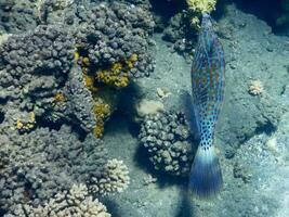 maravilloso azul garabateado filefish nadando cerca corales en el rojo mar foto